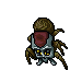Cave Tarantula