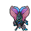 Hibernal Moth