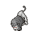 White Lion